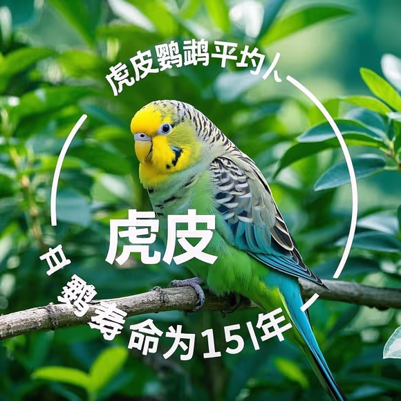 How Long Do Budgies Live? A Complete Guide to Your Feathered Friend’s Lifespan